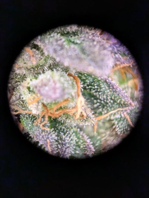 grow001_theo_rehtisch. Week 16