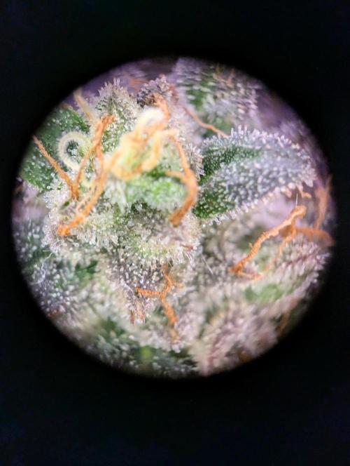 grow001_theo_rehtisch. Week 16