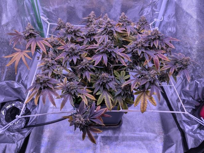 grow001_theo_rehtisch. Week 16