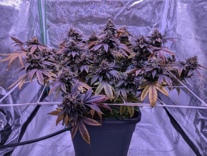 grow001_theo_rehtisch. Week 16