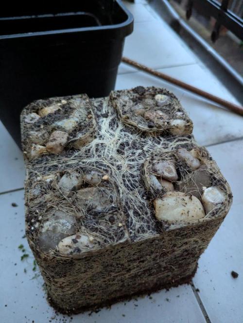 grow001_theo_rehtisch. Week 17