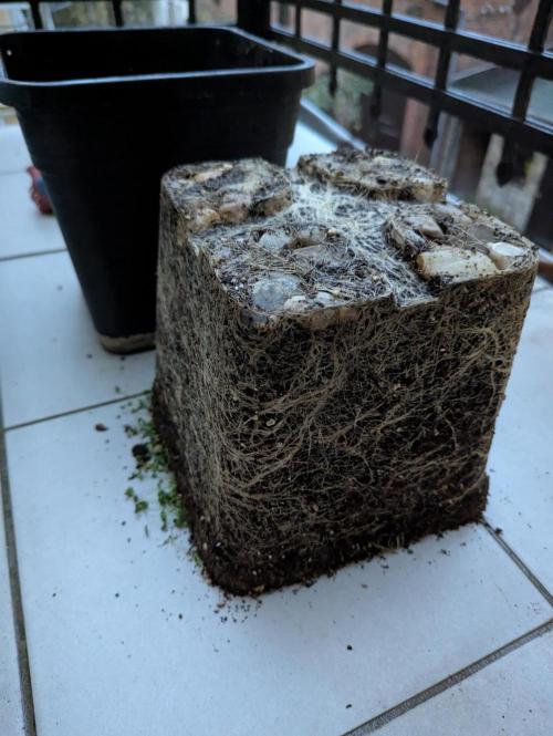 grow001_theo_rehtisch. Week 17