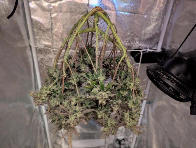 grow001_theo_rehtisch. Week 17