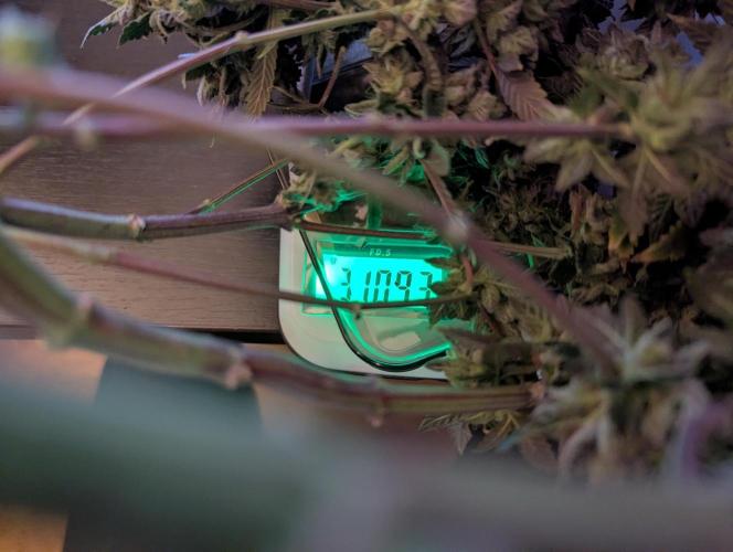 grow001_theo_rehtisch. Week 17