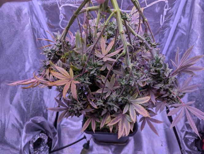 grow001_theo_rehtisch. Week 17