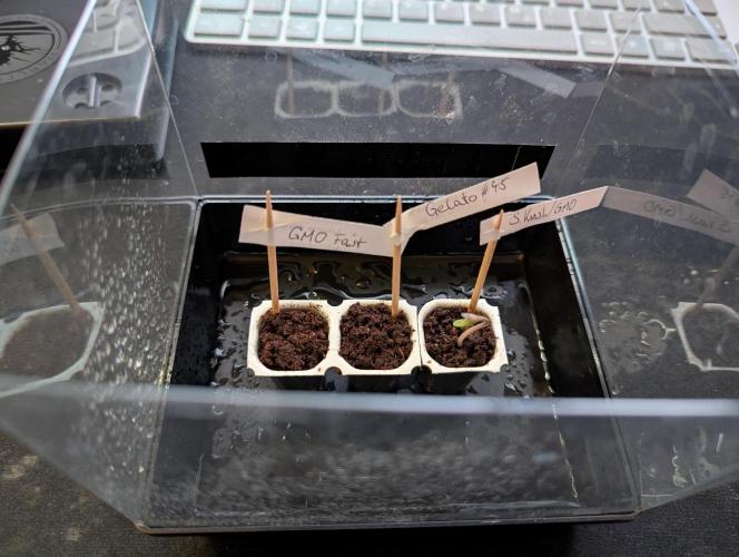 GMO Fast+Gelato #45+WeWillSee-Seed ;-). Week 0