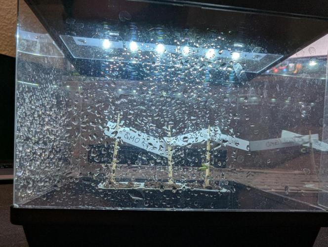 GMO Fast+Gelato #45+WeWillSee-Seed ;-). Week 0