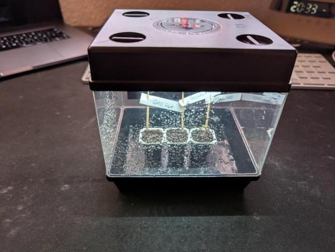 GMO Fast+Gelato #45+WeWillSee-Seed ;-). Week 0