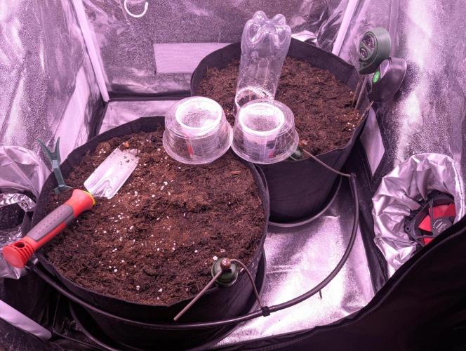 GMO Fast+Gelato #45+WeWillSee-Seed ;-). Week 0