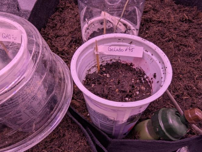 GMO Fast+Gelato #45+WeWillSee-Seed ;-). Week 0