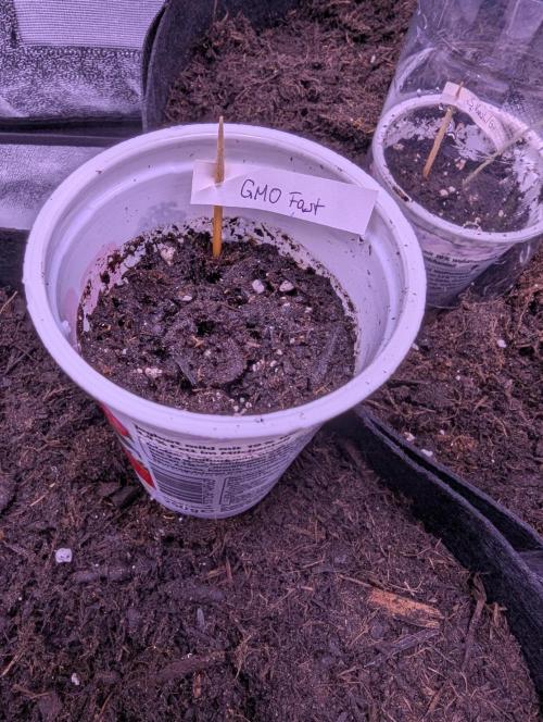 GMO Fast+Gelato #45+WeWillSee-Seed ;-). Week 0