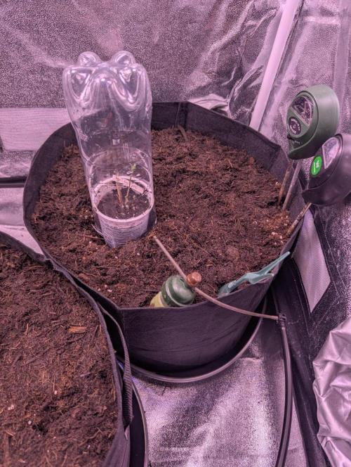 GMO Fast+Gelato #45+WeWillSee-Seed ;-). Week 0