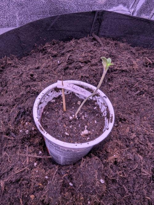 GMO Fast+Gelato #45+WeWillSee-Seed ;-). Week 0