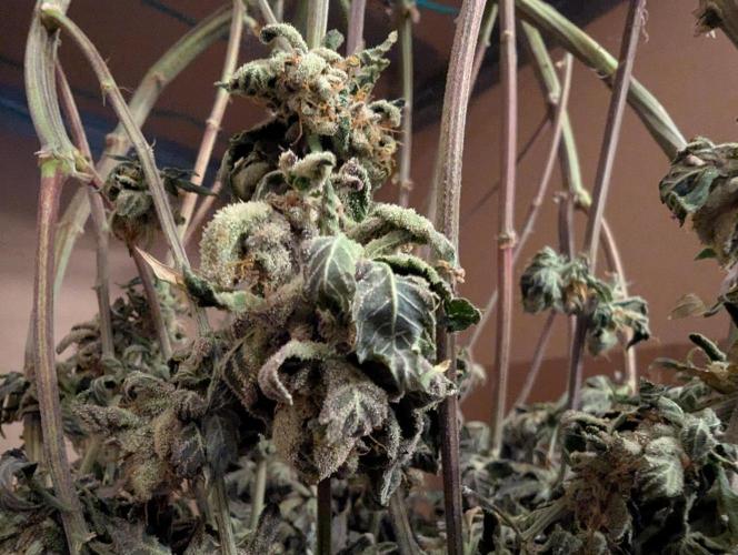 grow001_theo_rehtisch. Week 17