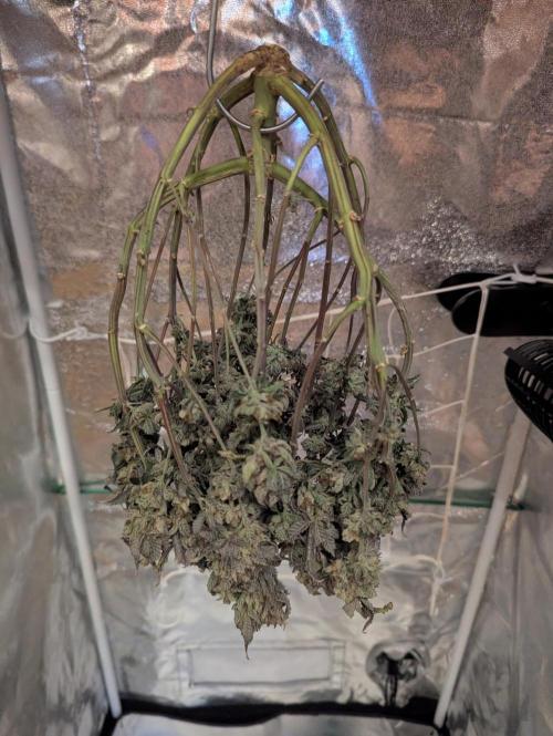 grow001_theo_rehtisch. Week 17