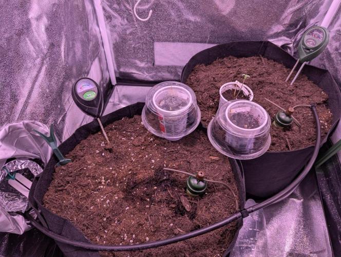 GMO Fast+Gelato #45+WeWillSee-Seed ;-). Week 0