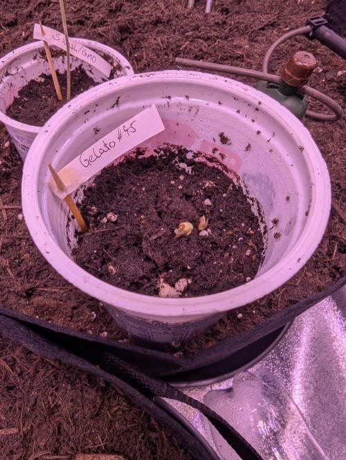 GMO Fast+Gelato #45+WeWillSee-Seed ;-). Week 0