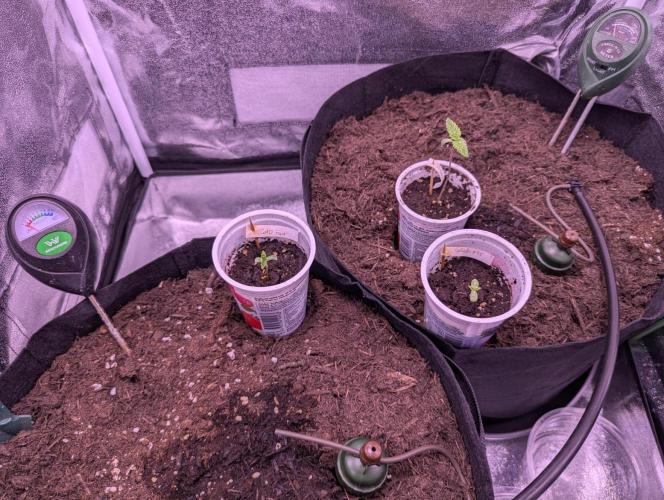 GMO Fast+Gelato #45+WeWillSee-Seed ;-). Week 1