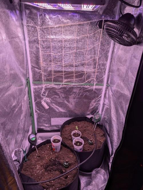 GMO Fast+Gelato #45+WeWillSee-Seed ;-). Week 1