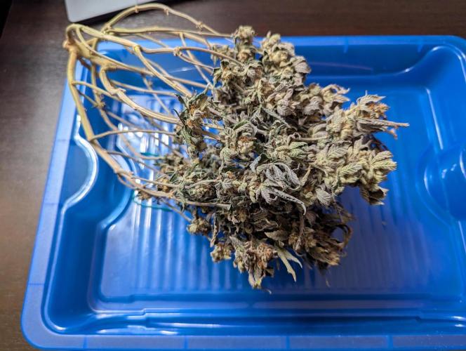 grow001_theo_rehtisch. Week 17