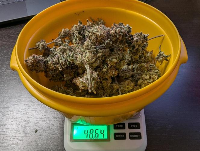 grow001_theo_rehtisch. Week 17