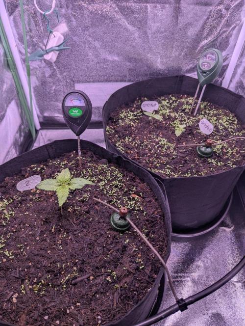 GMO Fast+Gelato #45+WeWillSee-Seed ;-). Week 1