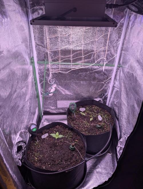 GMO Fast+Gelato #45+WeWillSee-Seed ;-). Week 1