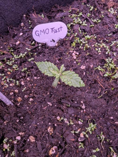 GMO Fast+Gelato #45+WeWillSee-Seed ;-). Week 1