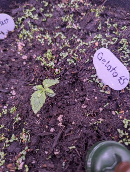 GMO Fast+Gelato #45+WeWillSee-Seed ;-). Week 1