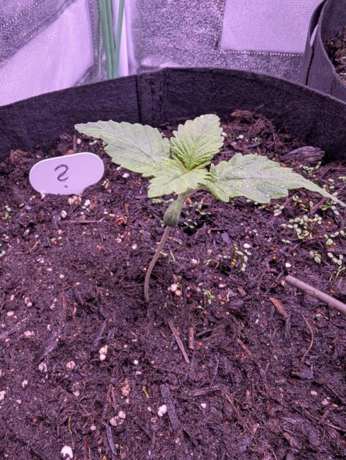 GMO Fast+Gelato #45+WeWillSee-Seed ;-). Week 1