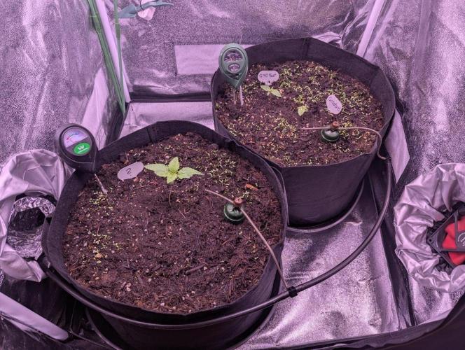 GMO Fast+Gelato #45+WeWillSee-Seed ;-). Week 1