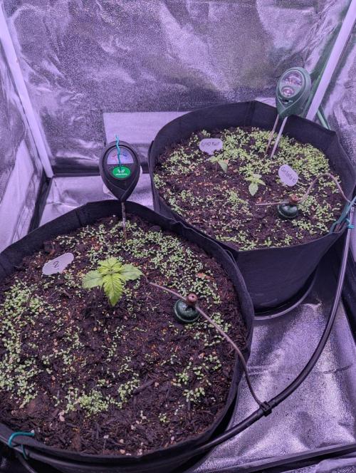 GMO Fast+Gelato #45+WeWillSee-Seed ;-). Week 2