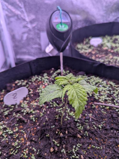 GMO Fast+Gelato #45+WeWillSee-Seed ;-). Week 2