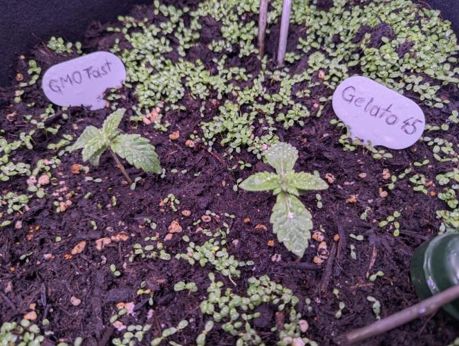 GMO Fast+Gelato #45+WeWillSee-Seed ;-). Week 2