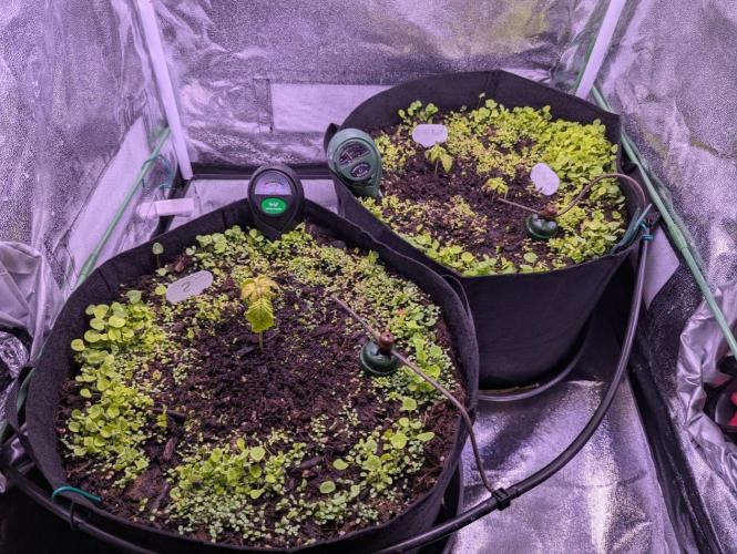 GMO Fast+Gelato #45+WeWillSee-Seed ;-). Week 3