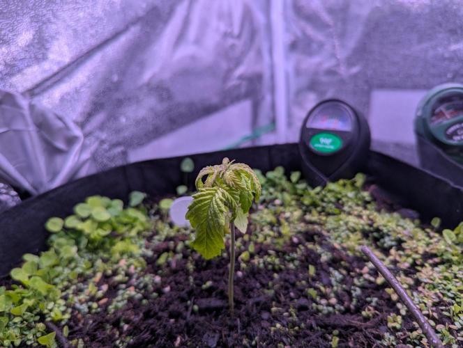 GMO Fast+Gelato #45+WeWillSee-Seed ;-). Week 3