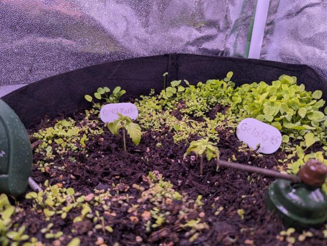 GMO Fast+Gelato #45+WeWillSee-Seed ;-). Week 3