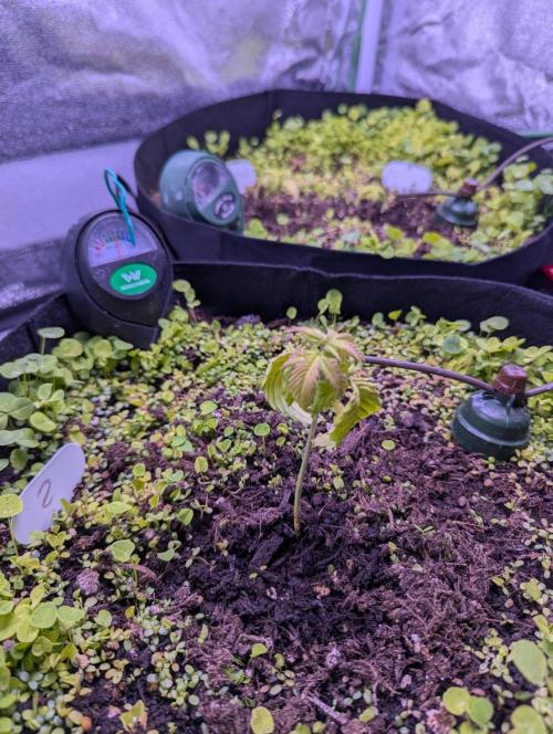 GMO Fast+Gelato #45+WeWillSee-Seed ;-). Week 3