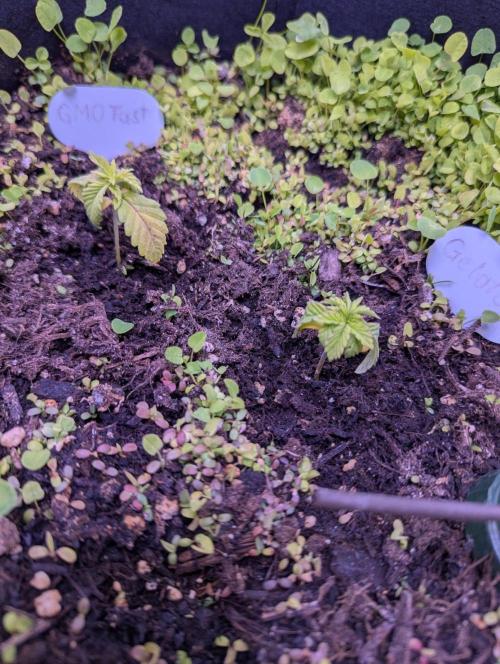 GMO Fast+Gelato #45+WeWillSee-Seed ;-). Week 3