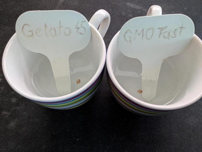 GMO Fast & Gelato #45. Week 0