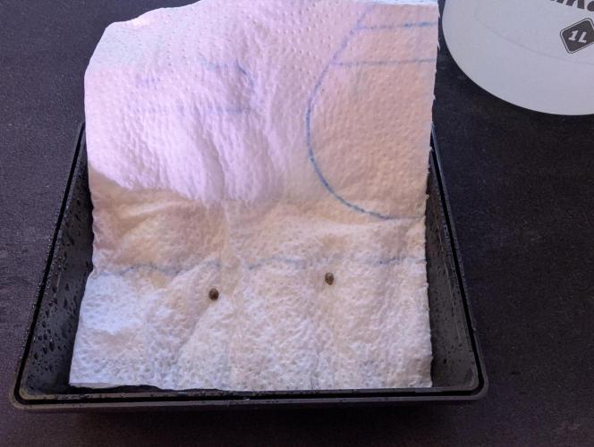 GMO Fast & Gelato #45. Week 0