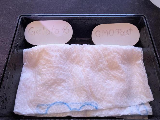 GMO Fast & Gelato #45. Week 0