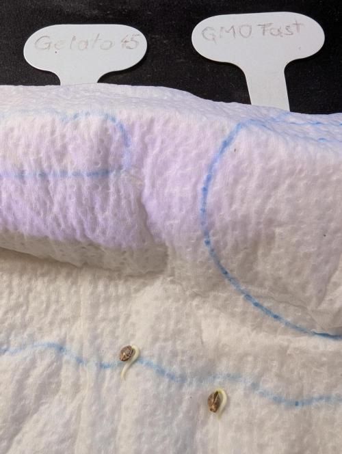 GMO Fast & Gelato #45. Week 1