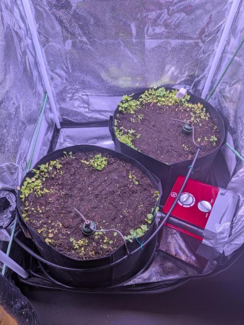 GMO Fast & Gelato #45. Week 1