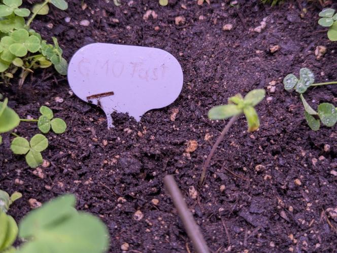 GMO Fast & Gelato #45. Week 2