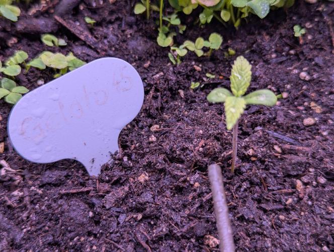 GMO Fast & Gelato #45. Week 2