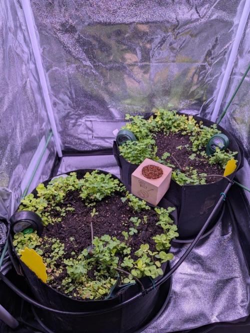 GMO Fast & Gelato #45. Week 2