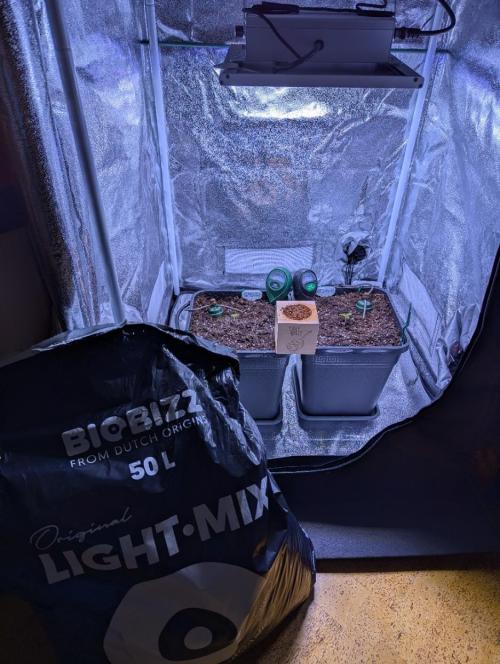 GMO Fast & Gelato #45. Week 2