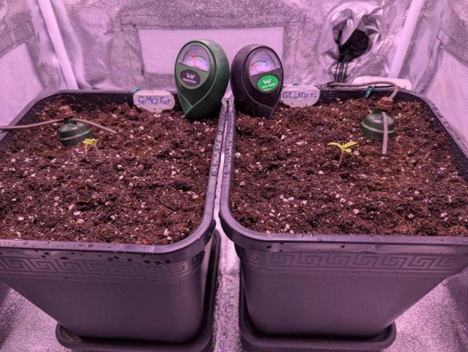 GMO Fast & Gelato #45. Week 2