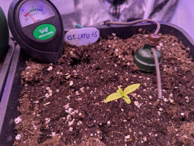 GMO Fast -  Gelato #45 - Special Kush #1. Week 3 - Vor erster manueller Bewässerung mit Nährlösung